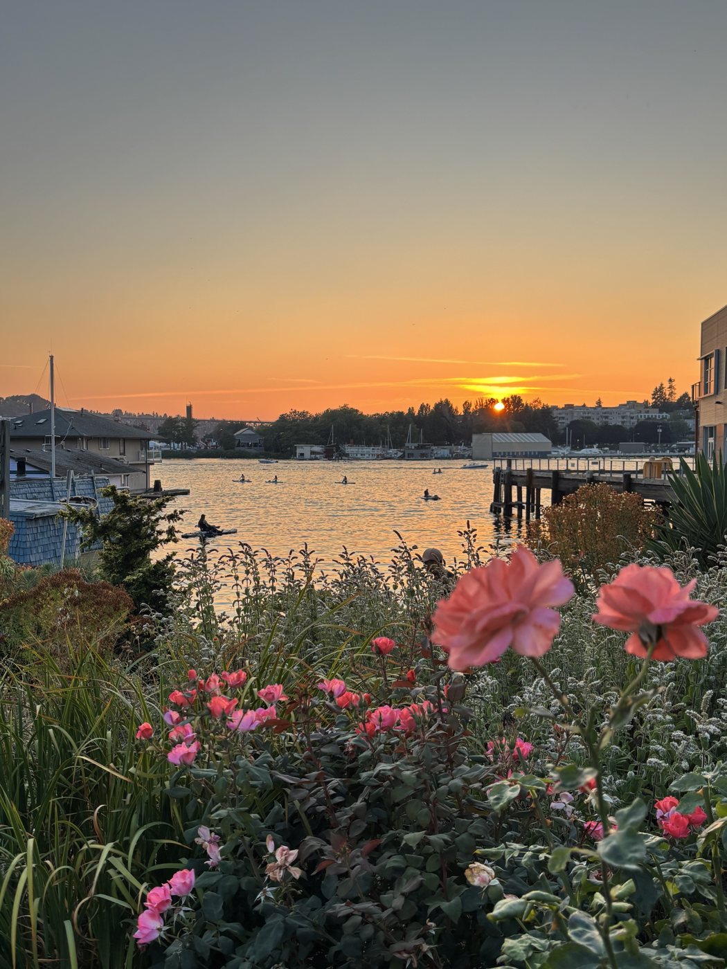 Sunset over the water in Eastlake, with paddleboarders on the lake and pink roses in the foreground
